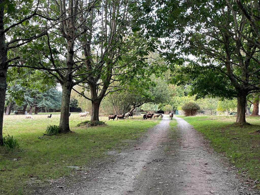 allee-parc-maison-de-vacances-baden-bretagne-sud-nature-balade-moutons