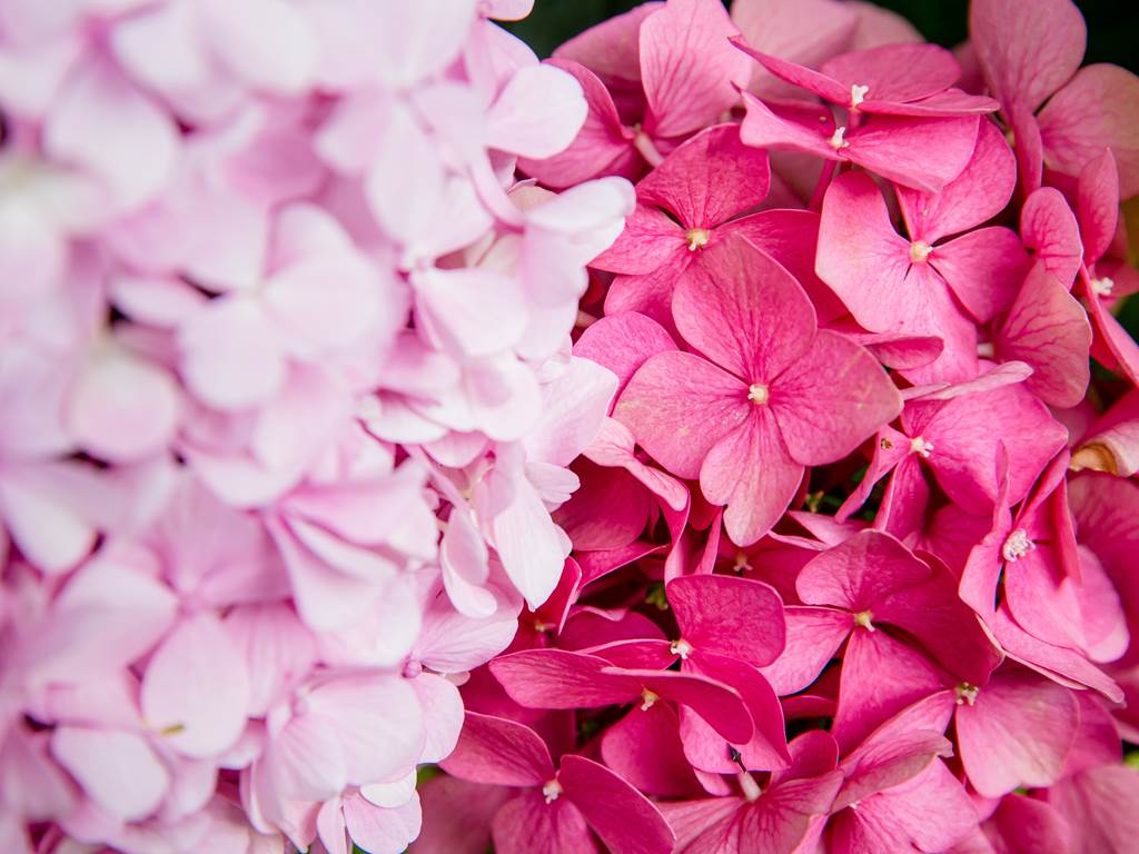 hortensias