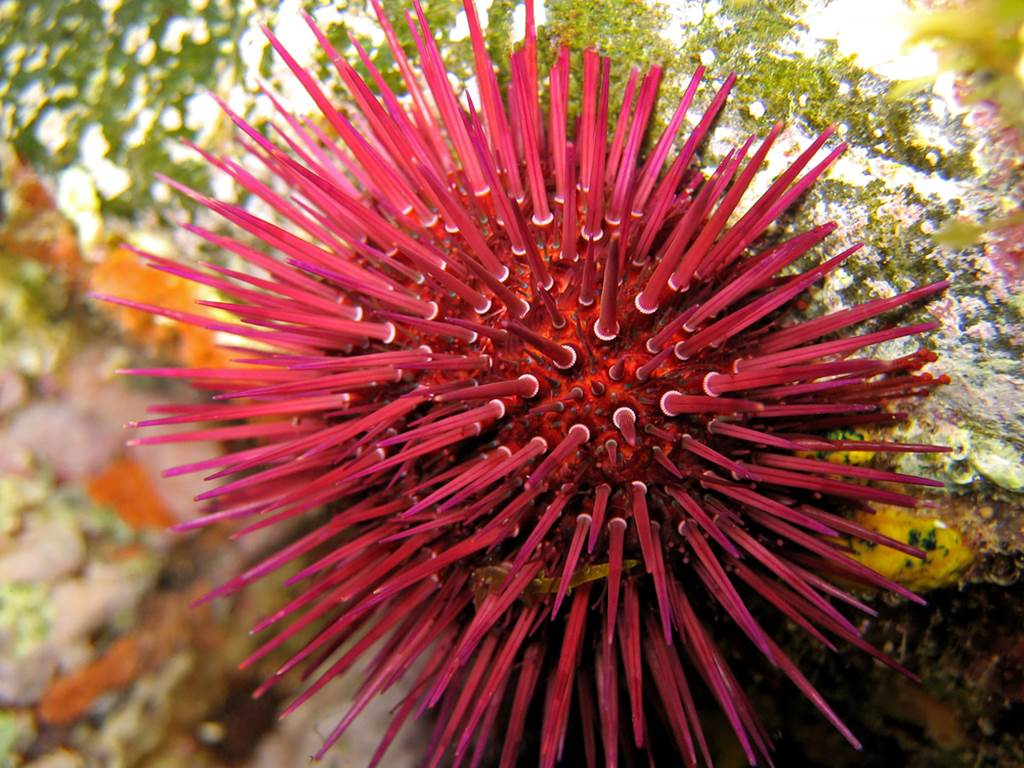 Re´serve marine de Banyuls Cerbère