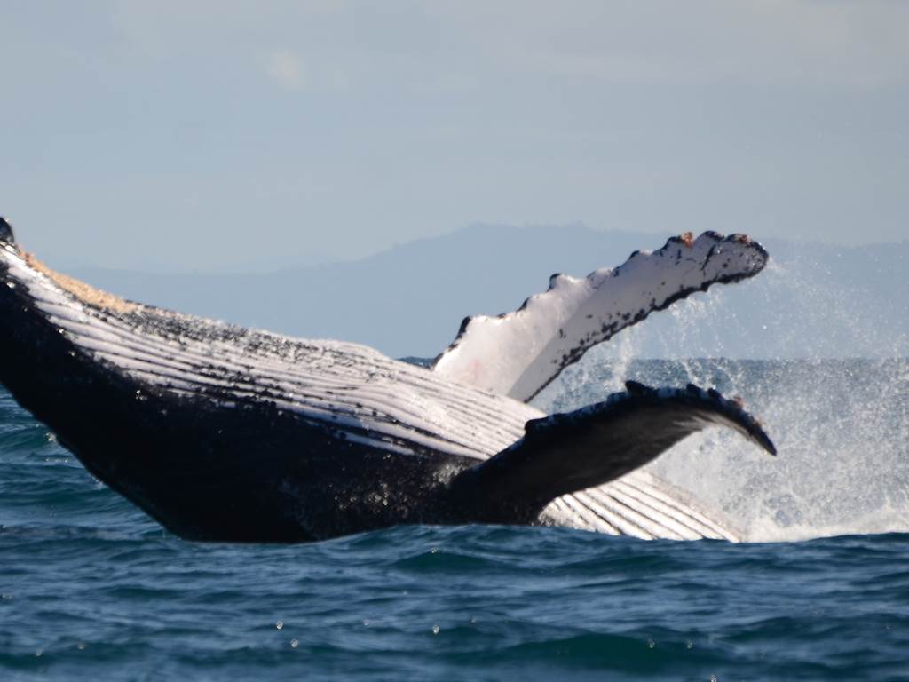 saut de baleine ( de juillet à septembre )