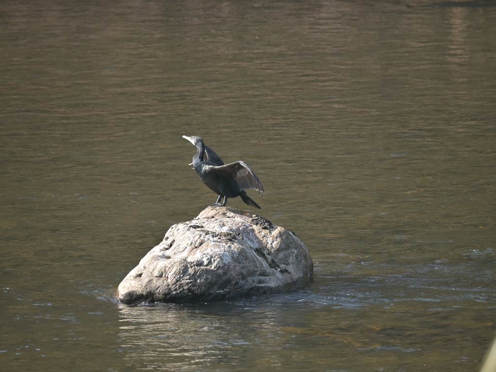 Een aalscholver rust op een rots in de rivier, vlak voor de ecolodge