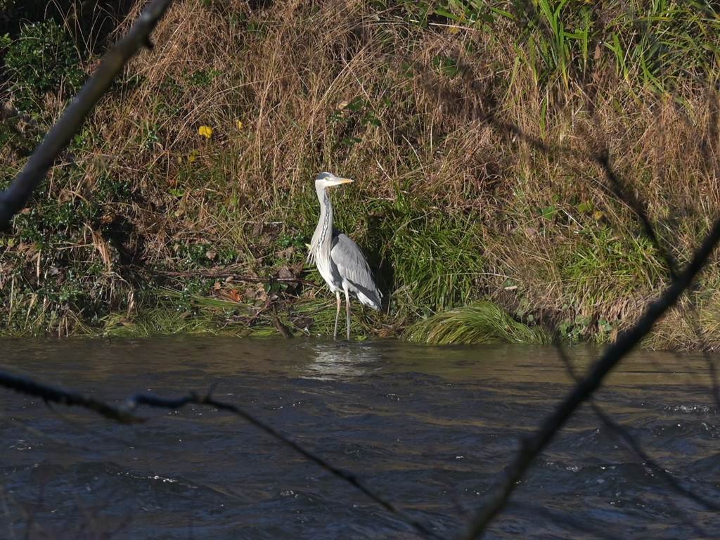 Een blauwe reiger speurt geconcentreerd naar vis aan de overkant