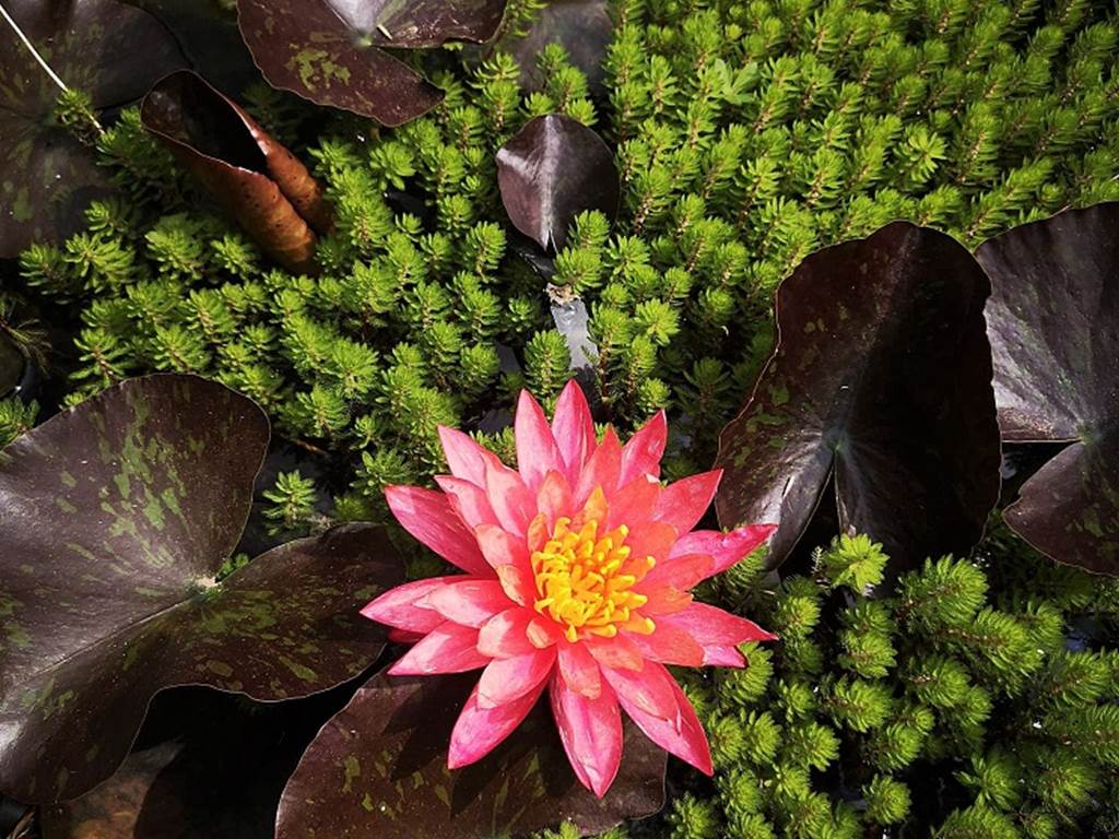 Nénuphar-20072020