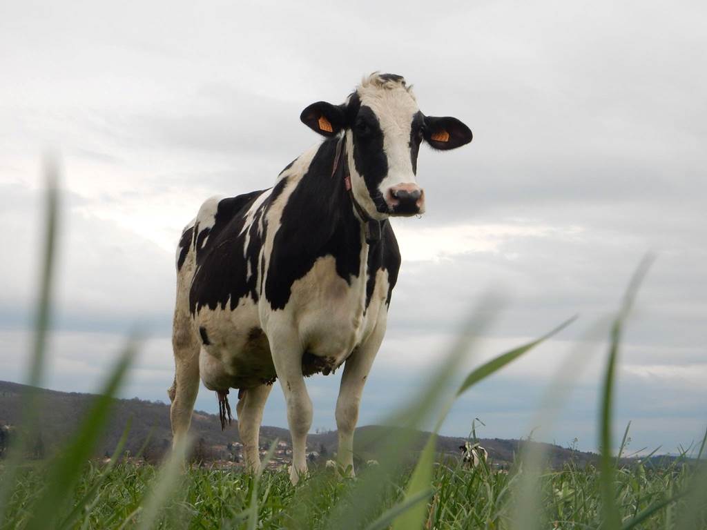vache au pré par dessous