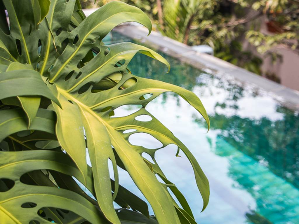 Feuilles de Monstera