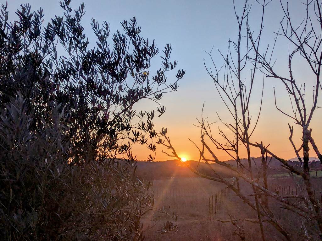 Coucher de soleil entre olivier et grenadier