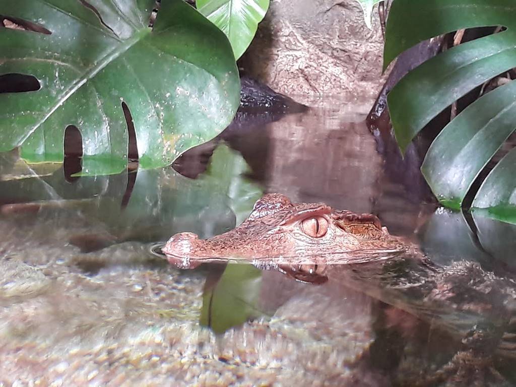 AQUARIUM DU LIMOUSIN A LIMOGES
