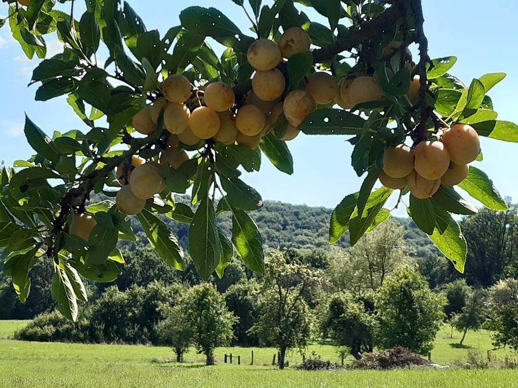 Nos belles mirabelles de Lorraine