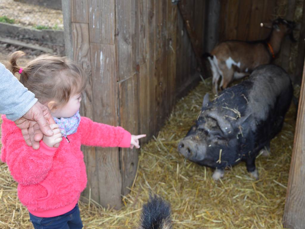 Les petits animaux