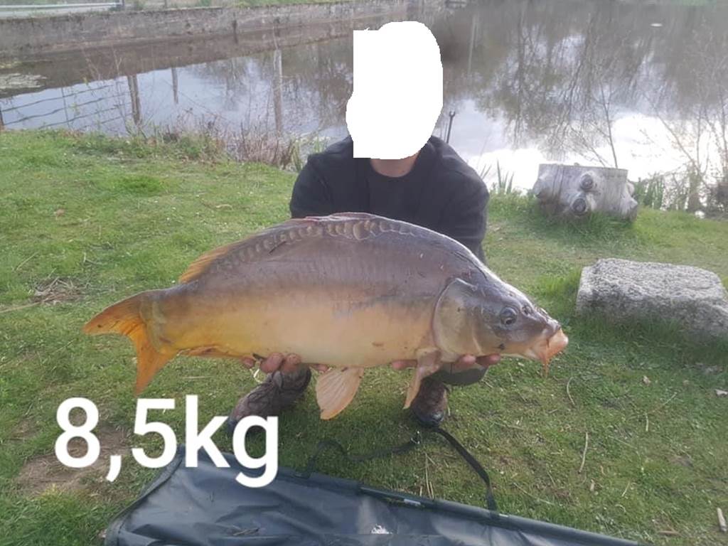 carpe 8 kg 500
