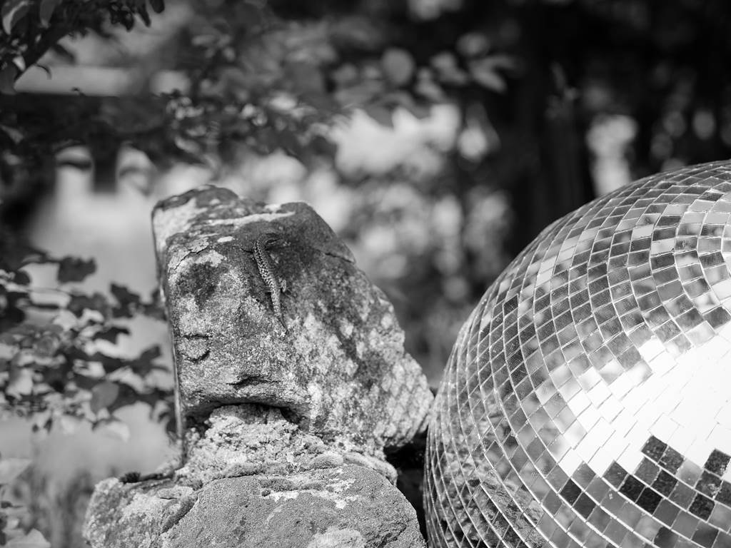 Les lézard profitent de la déco pour bronzer