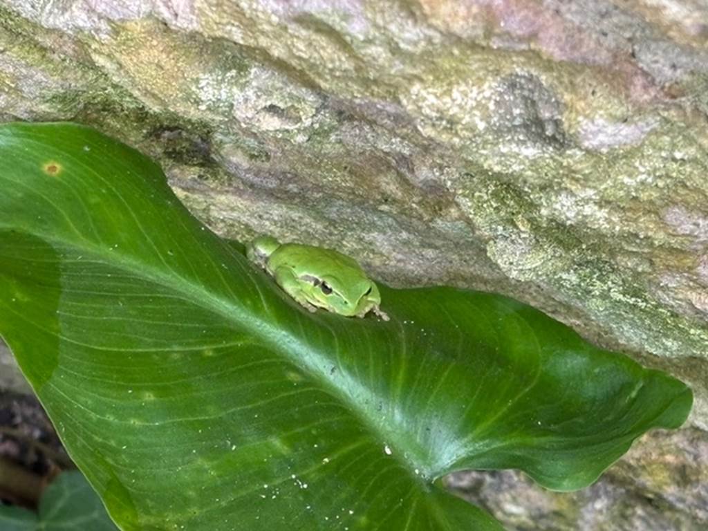 Les habitantes du jardin