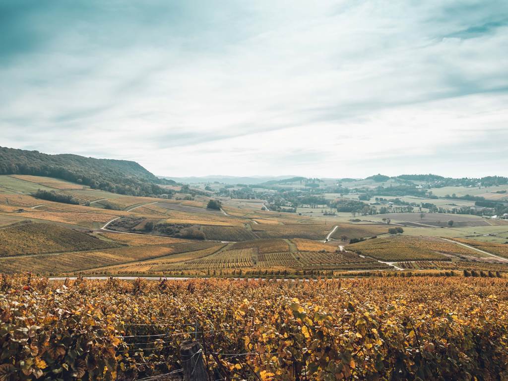 Le vignoble au Vernois