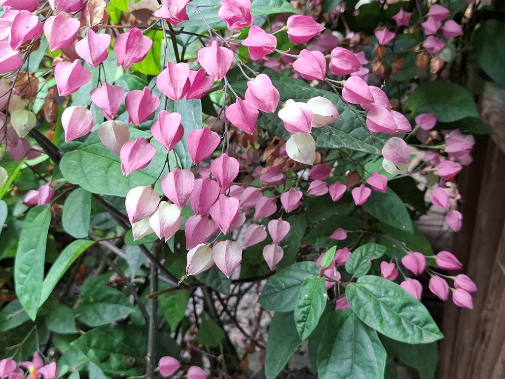 CLERODENDRON ELEGANT