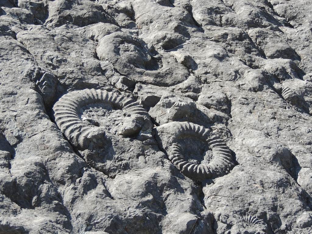 Dalles aux ammonites classée par l'UNESCO