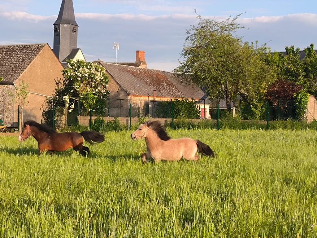 vue sur la prairie