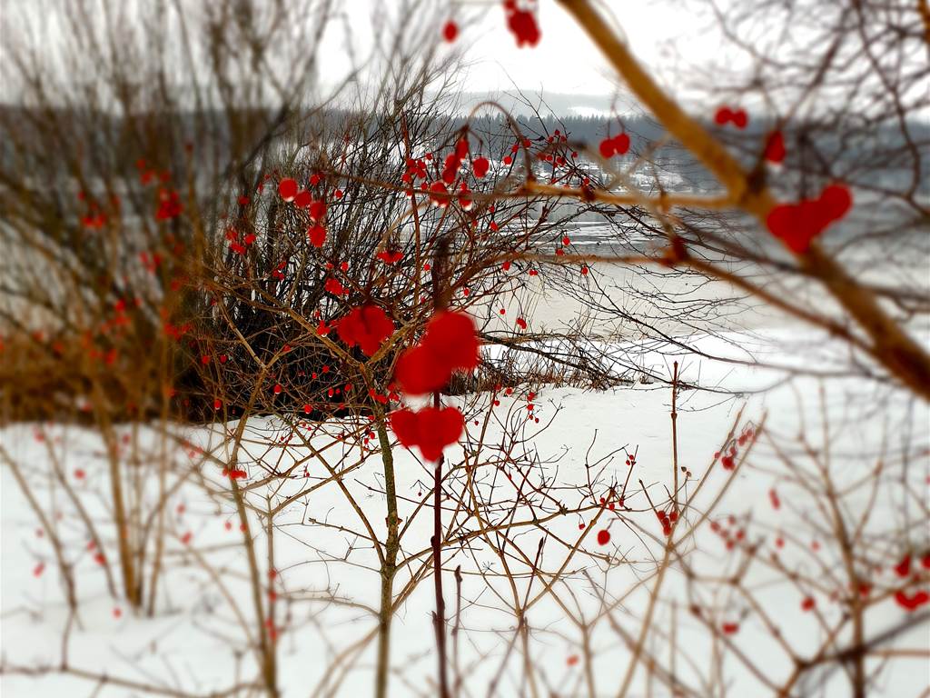 baies rouges au bord du lac de Joux