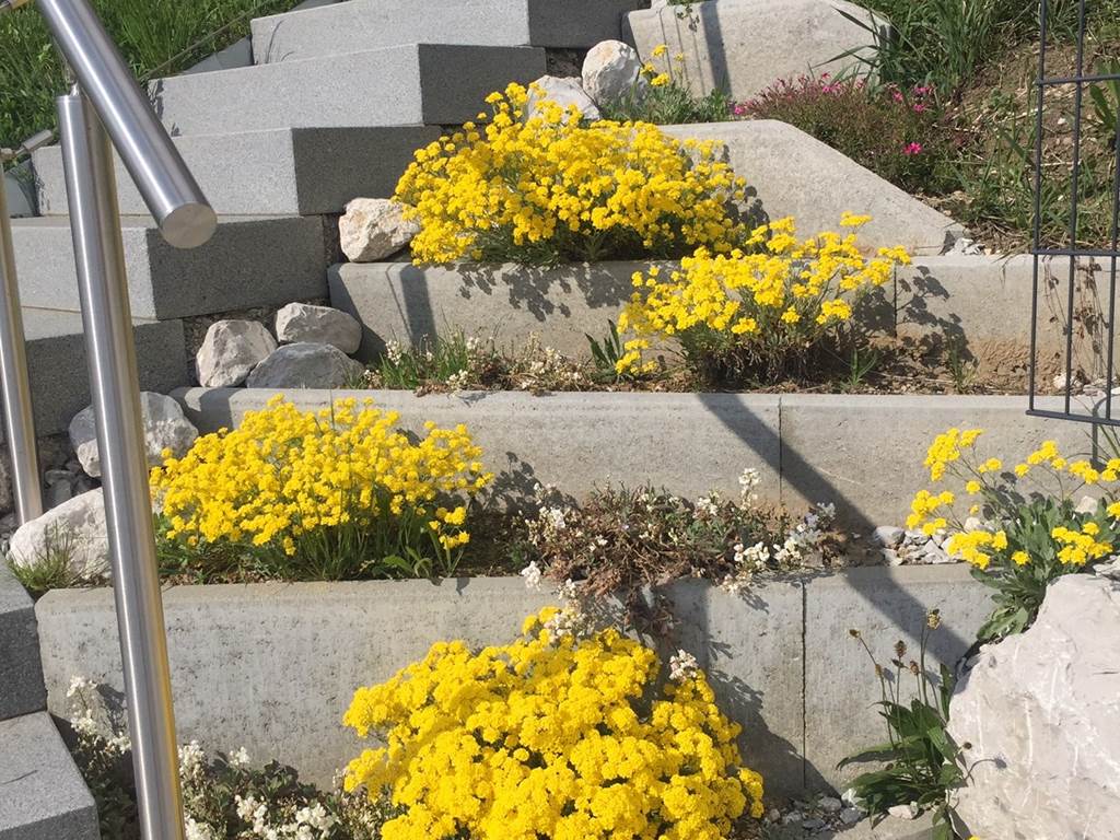 Escalier fleuri Mai 2022