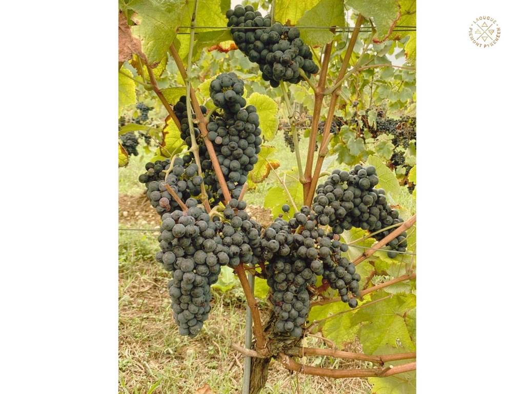 Domaine Laougué cépage