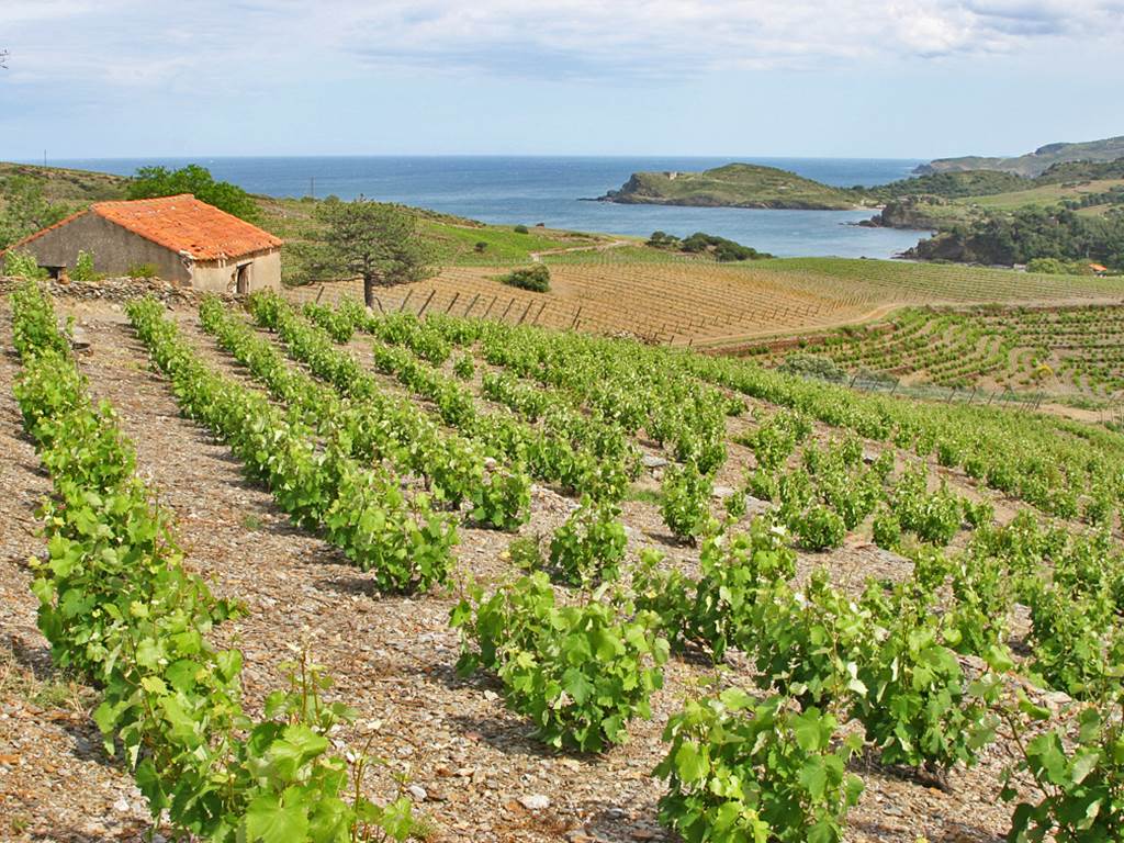 Le vignoble et la Méditerranée