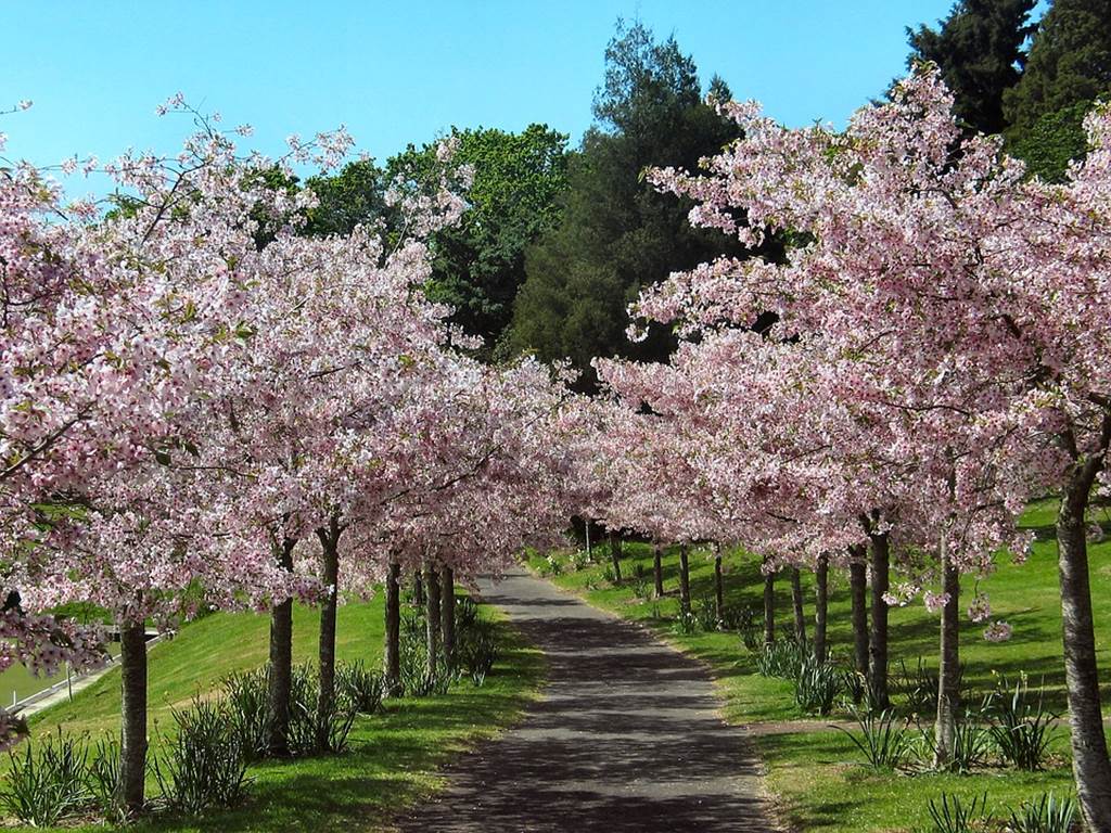 prés en fleur au printemps en alsace