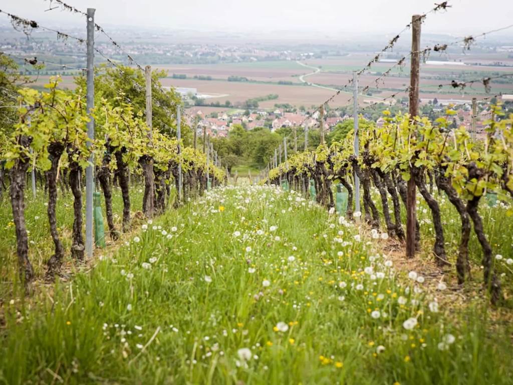 vignoble alsace