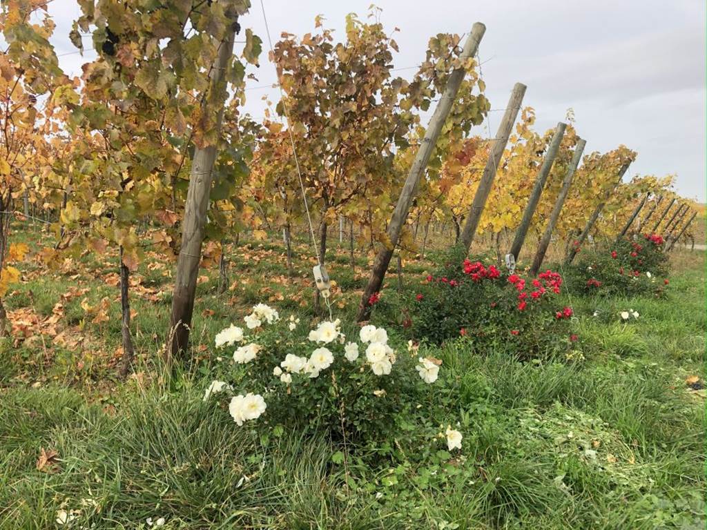 Gite-de-groupe-alsace-vosges-chalet-vigne-automne