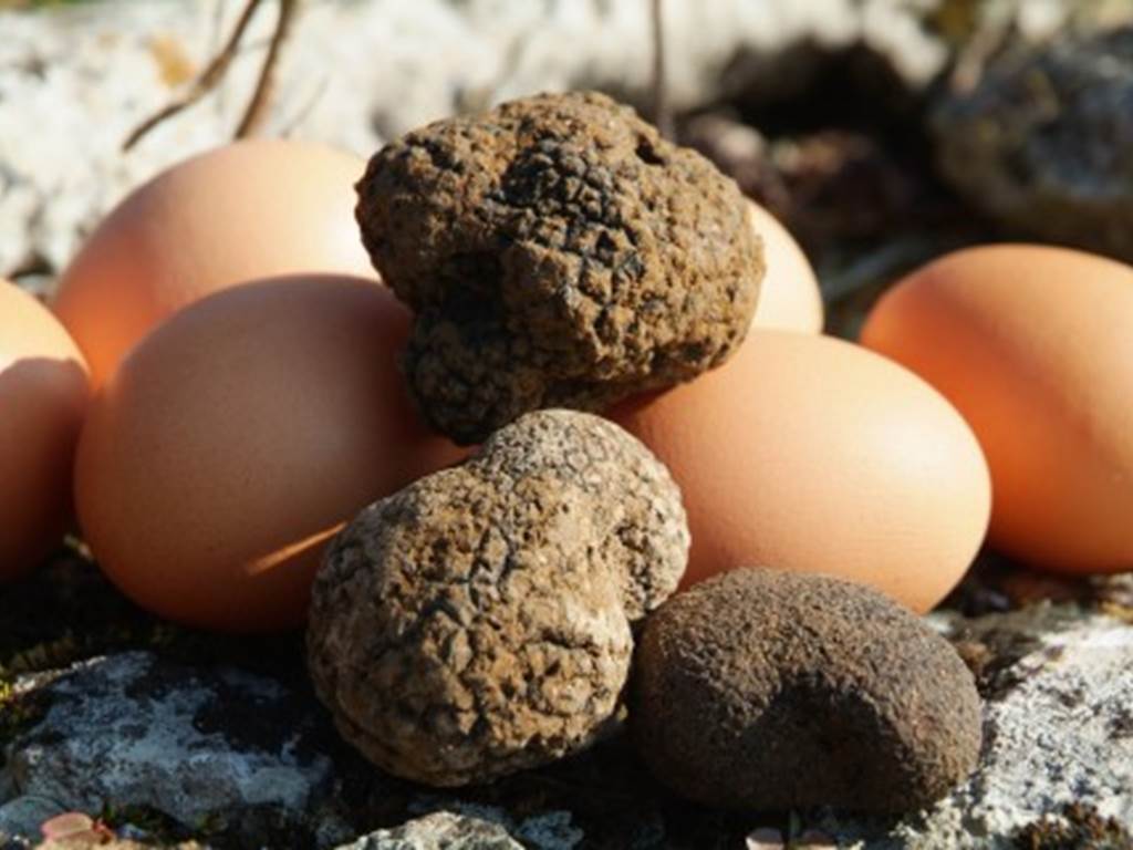 Récolte de truffes du Périgord territoire des gites de fred