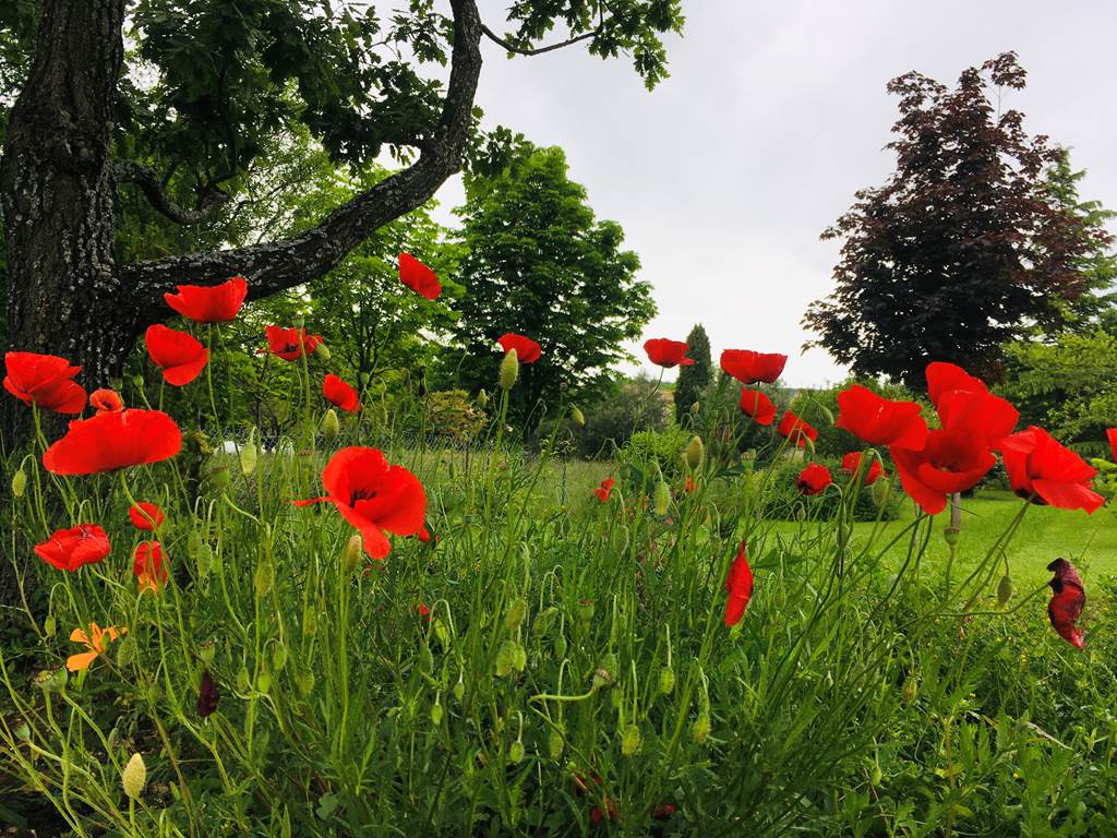 Coquelicots dans les Alpes de Haute Provence