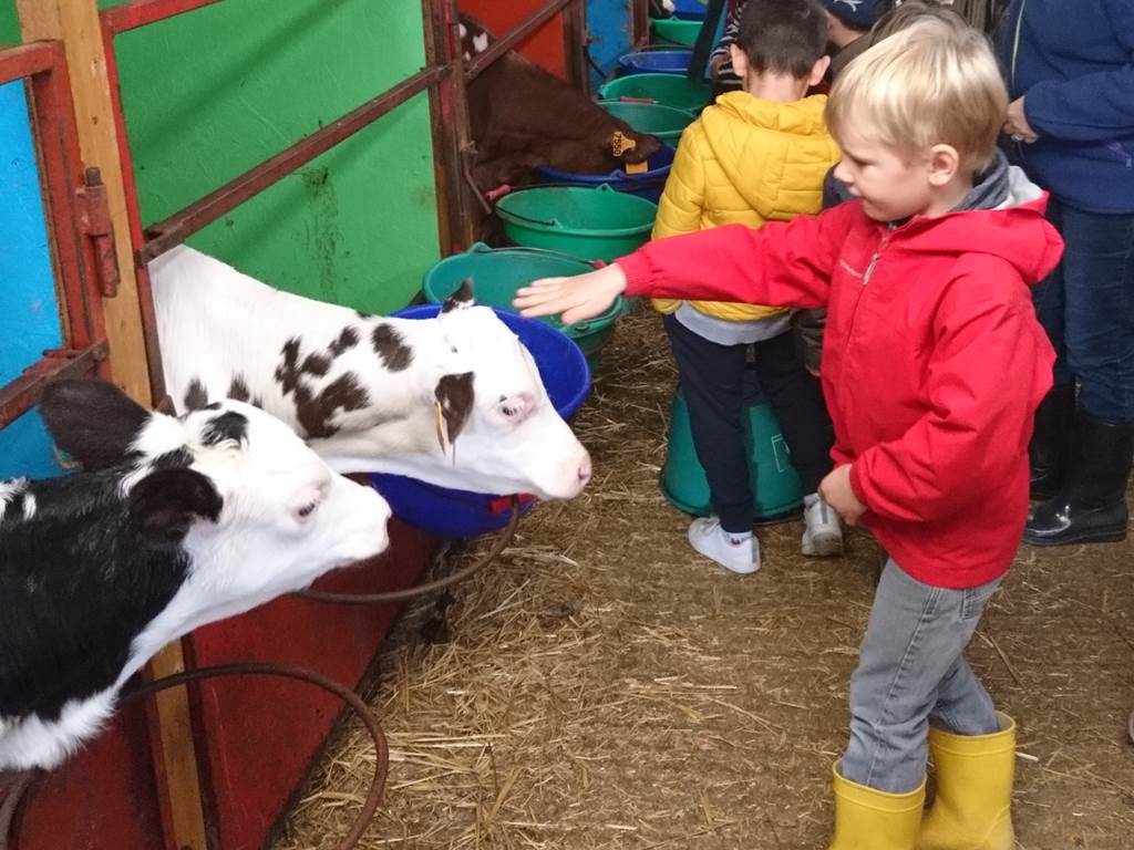 Rencontre avec les petits veaux
