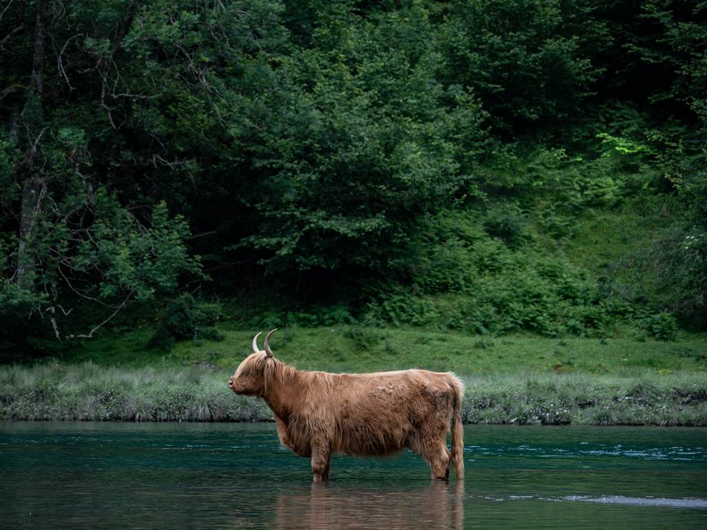 vache en estive qui profite de la fraicheur du lac