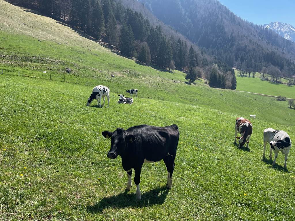 Vaches de la Gruyère aux alentours