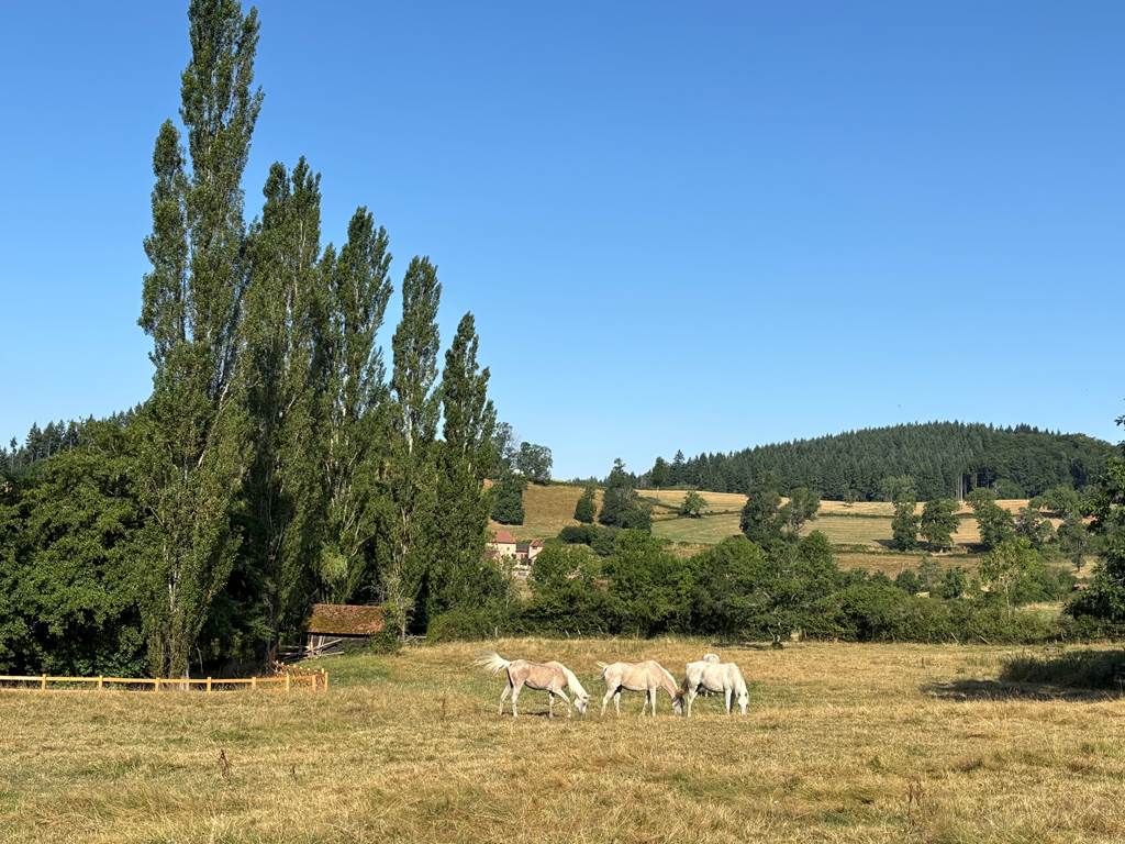 Chevaux devant l'étang Clos Lavaux