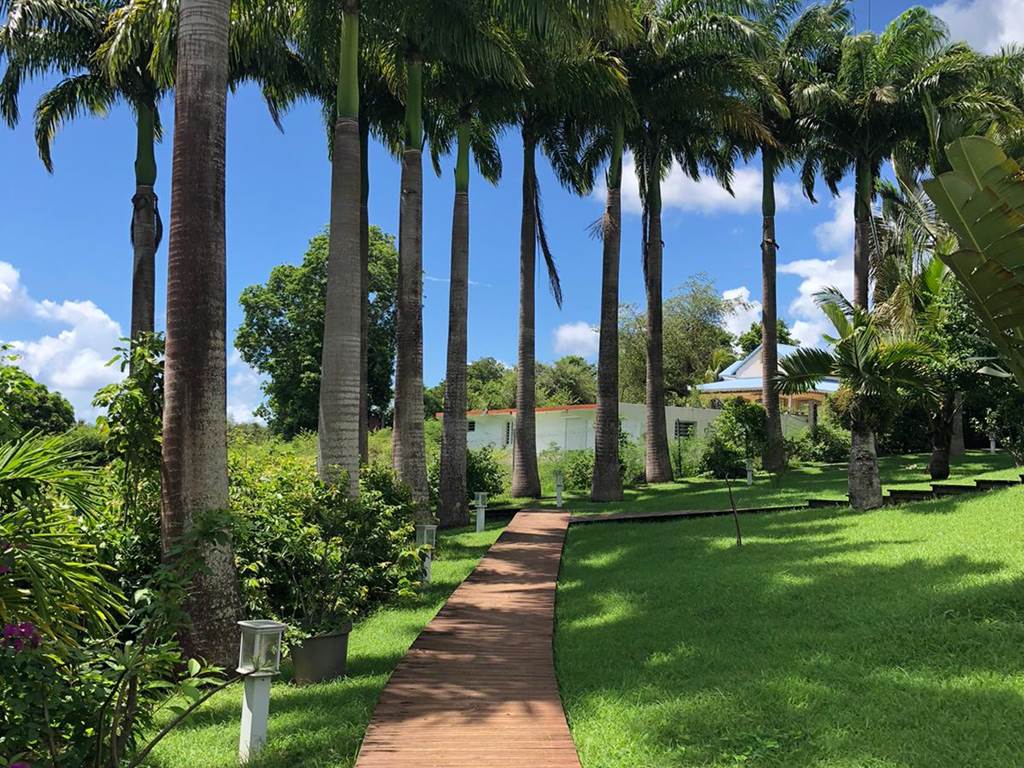 Allee-des-palmiers-royaux-jardin-tropical-nature-depaysement-l-or-des-caraibes