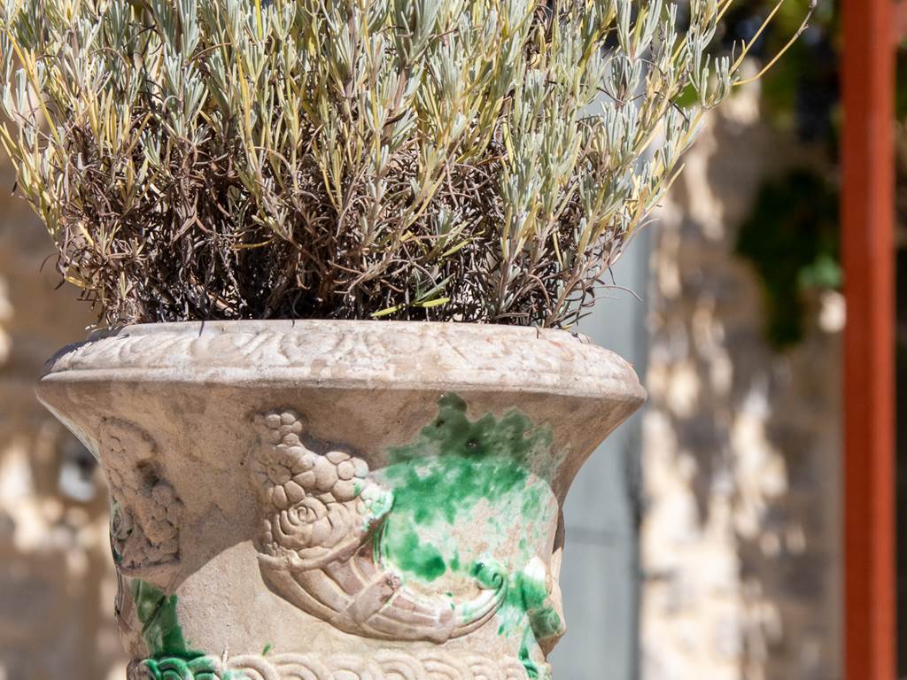 La lavande présente à la Serre des Mourgues