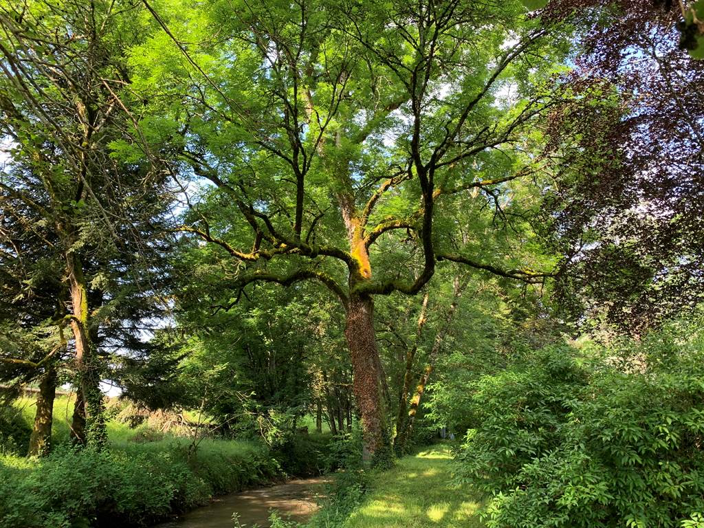 jardin