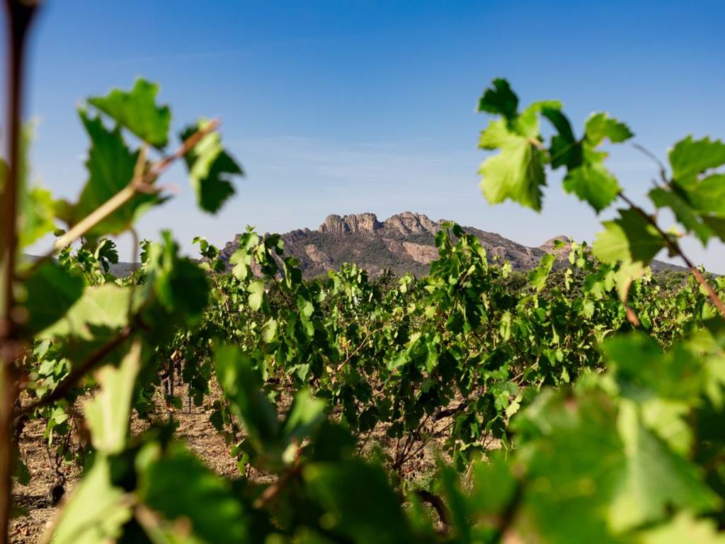 vendanges 2023 Blavet (70 sur 70)