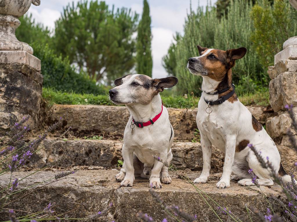 CHIENS BIEN ELEVES ACCEPTES SUR DEMANDE