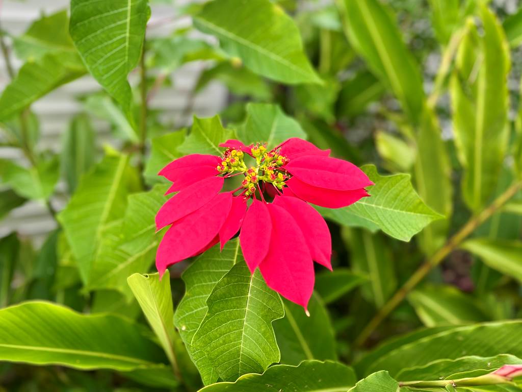 Poinsettia du jardin !