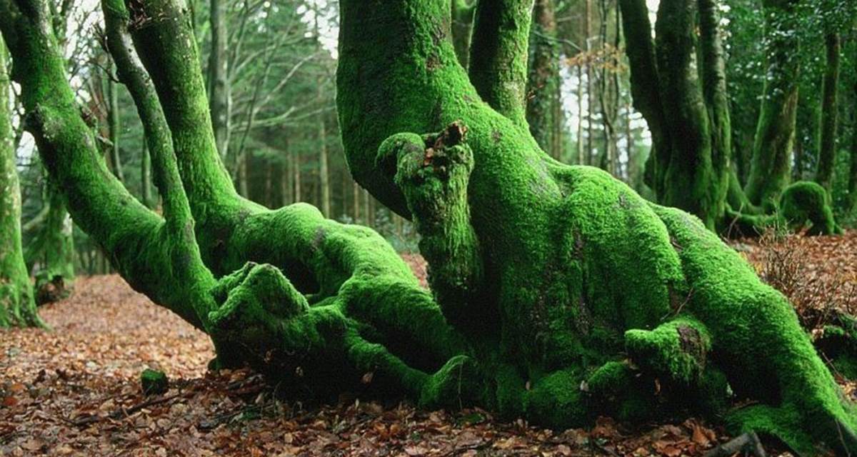 Abres du Morvan