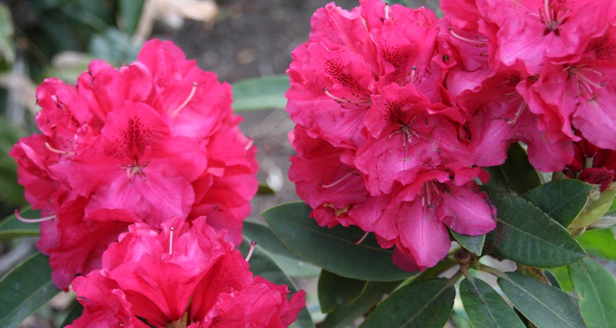 Rhododendrons