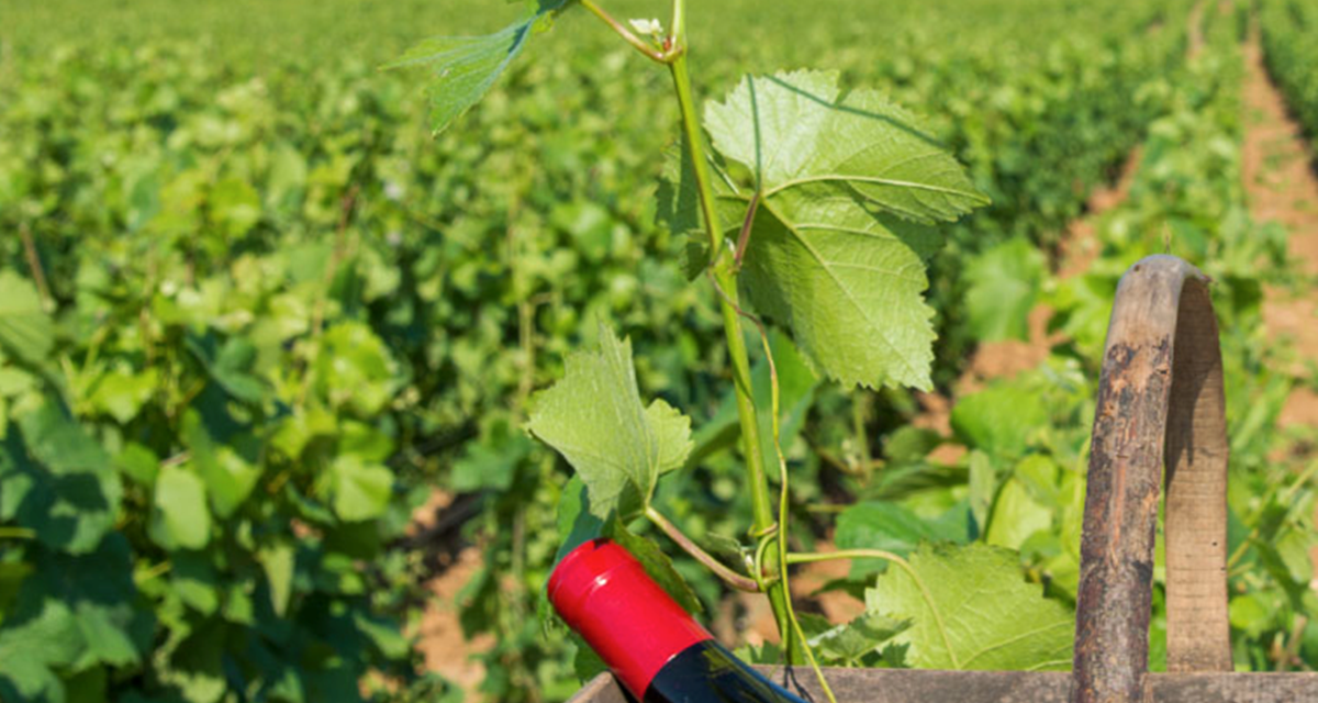 vignobles de Vézelay