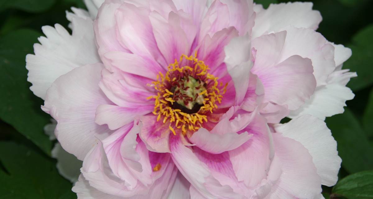 Pivoine
