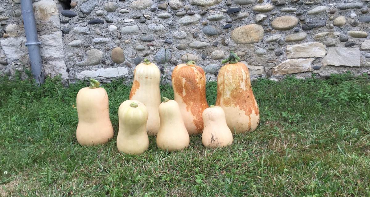 Butternuts Family