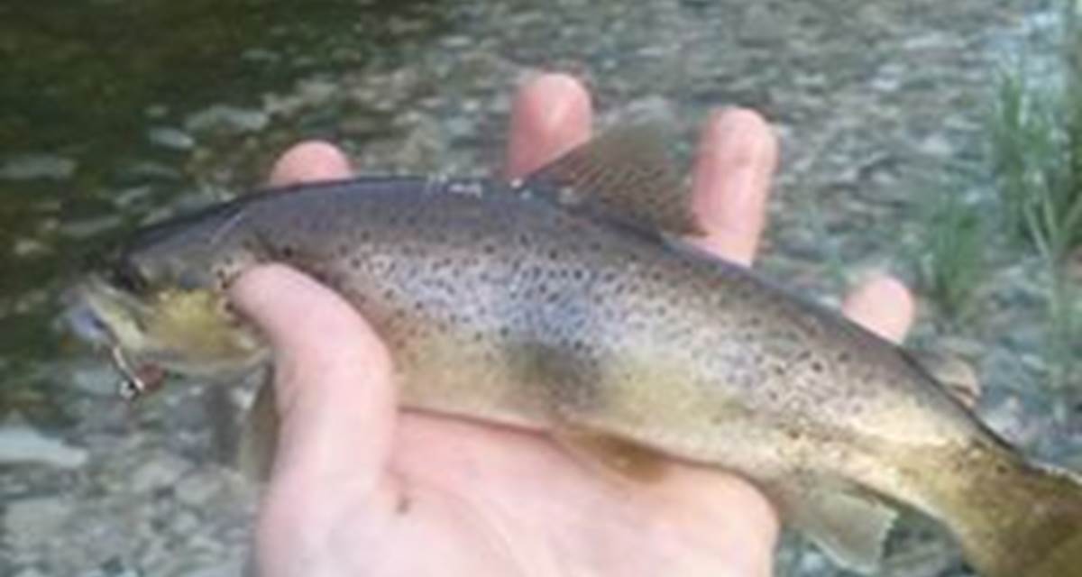 truite pêché en face de chez nous