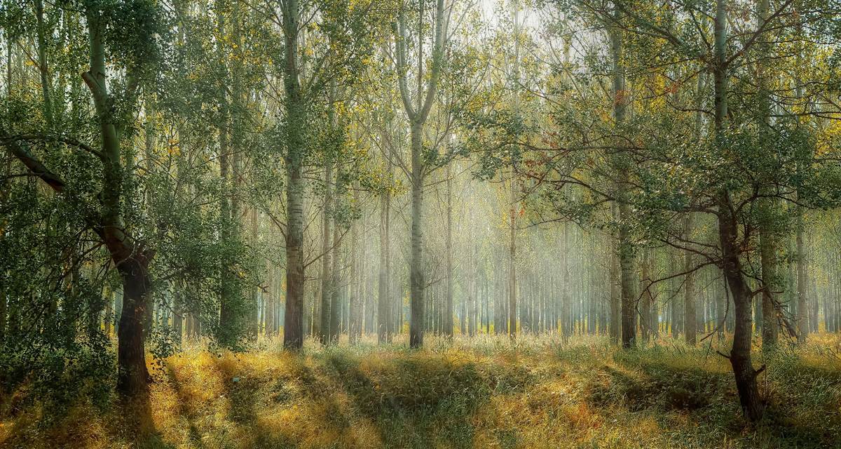 Forêt