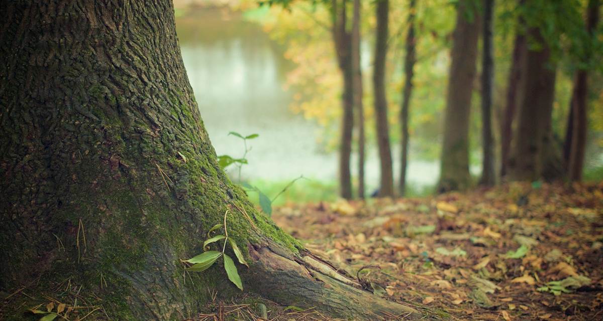 Pousse d'arbre