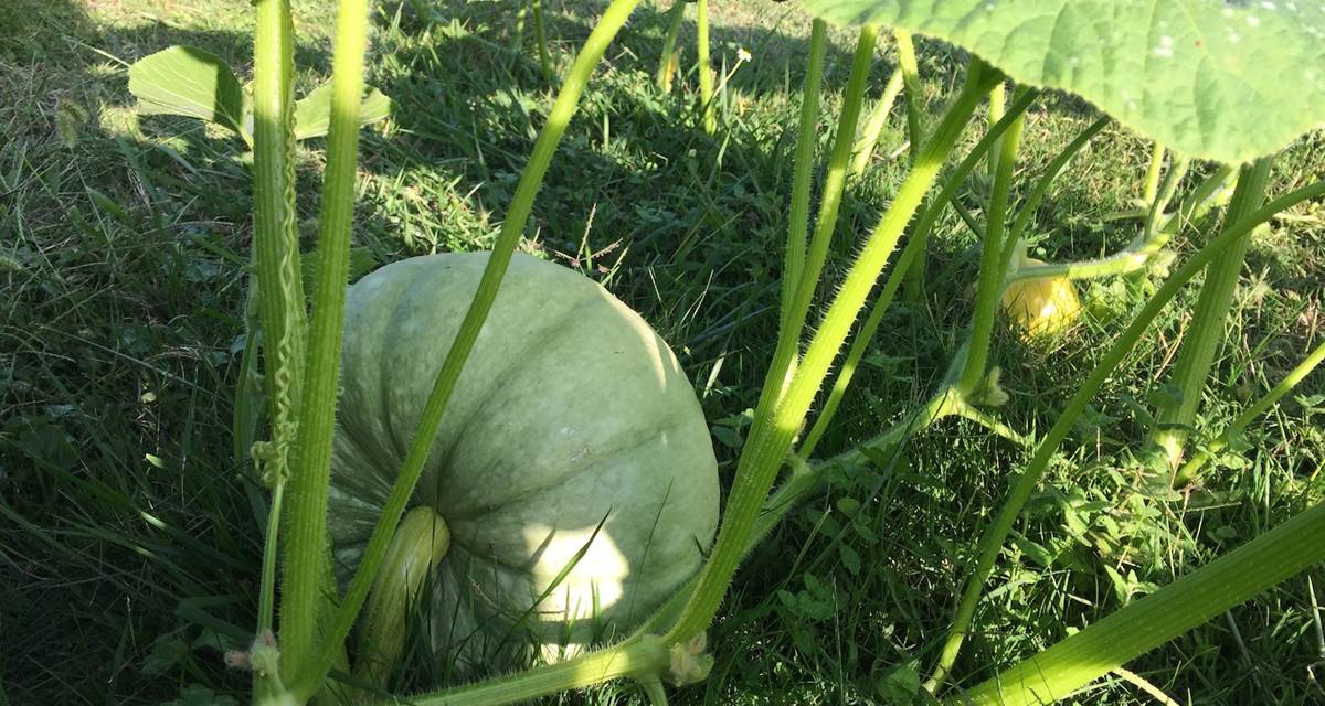 courges