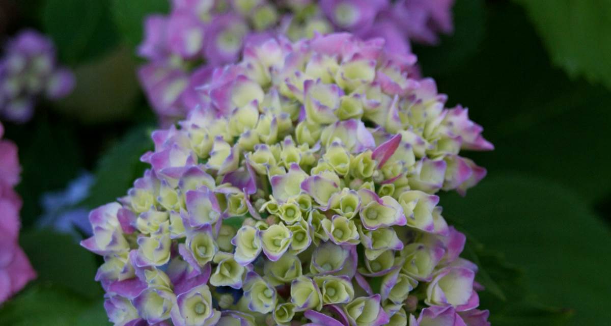 Hortensias