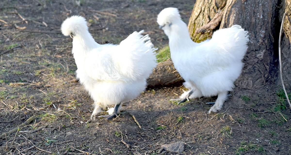 Les poules de soie